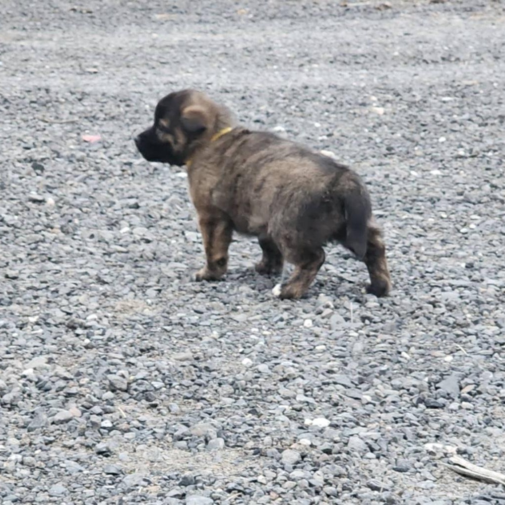 Laurel, a ADOPTABLE mixed breed in Spanaway, WA image 5/6