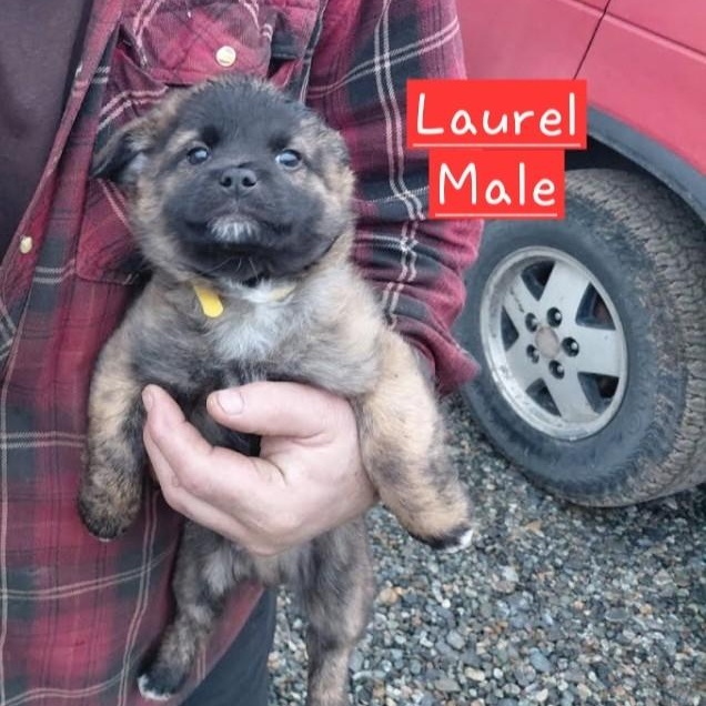 Laurel, a ADOPTABLE mixed breed in Spanaway, WA image 1/6
