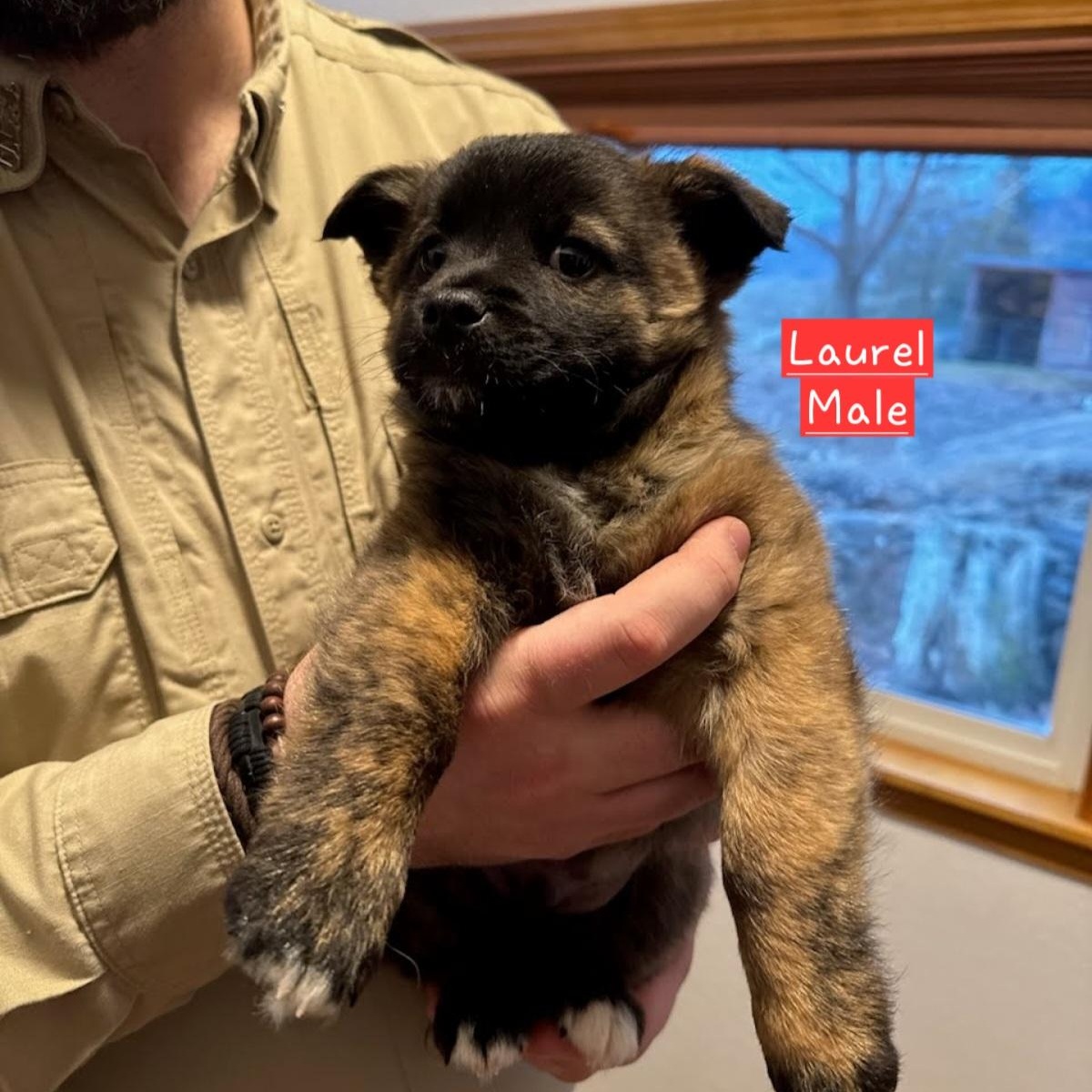 Laurel, a ADOPTABLE mixed breed in Spanaway, WA image 2/6