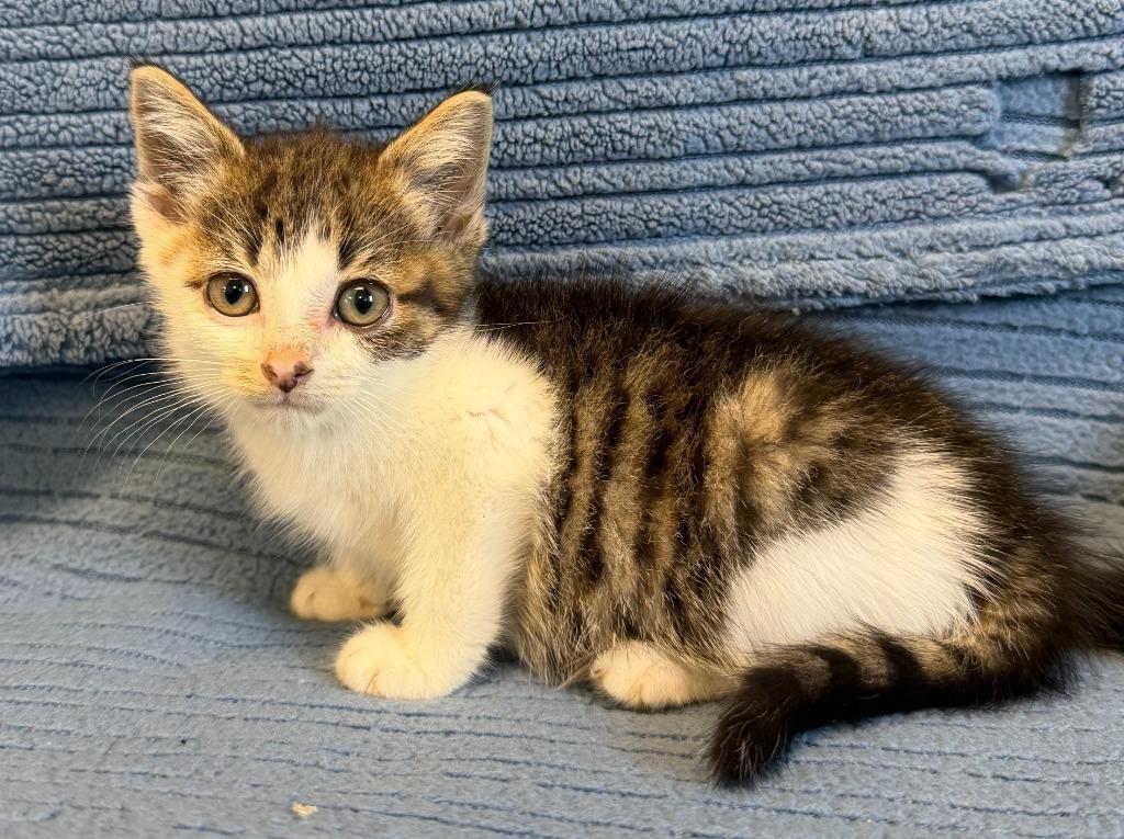 Chai, Adoptable, Kitten Female Domestic Short Hair.