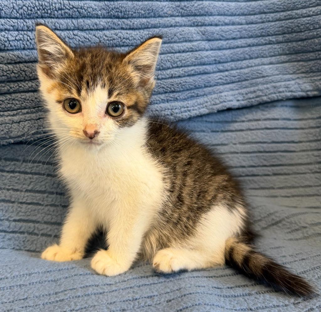 Enlarge Chai, a Adoptable mixed breed in Lagrange, IN image 2/4