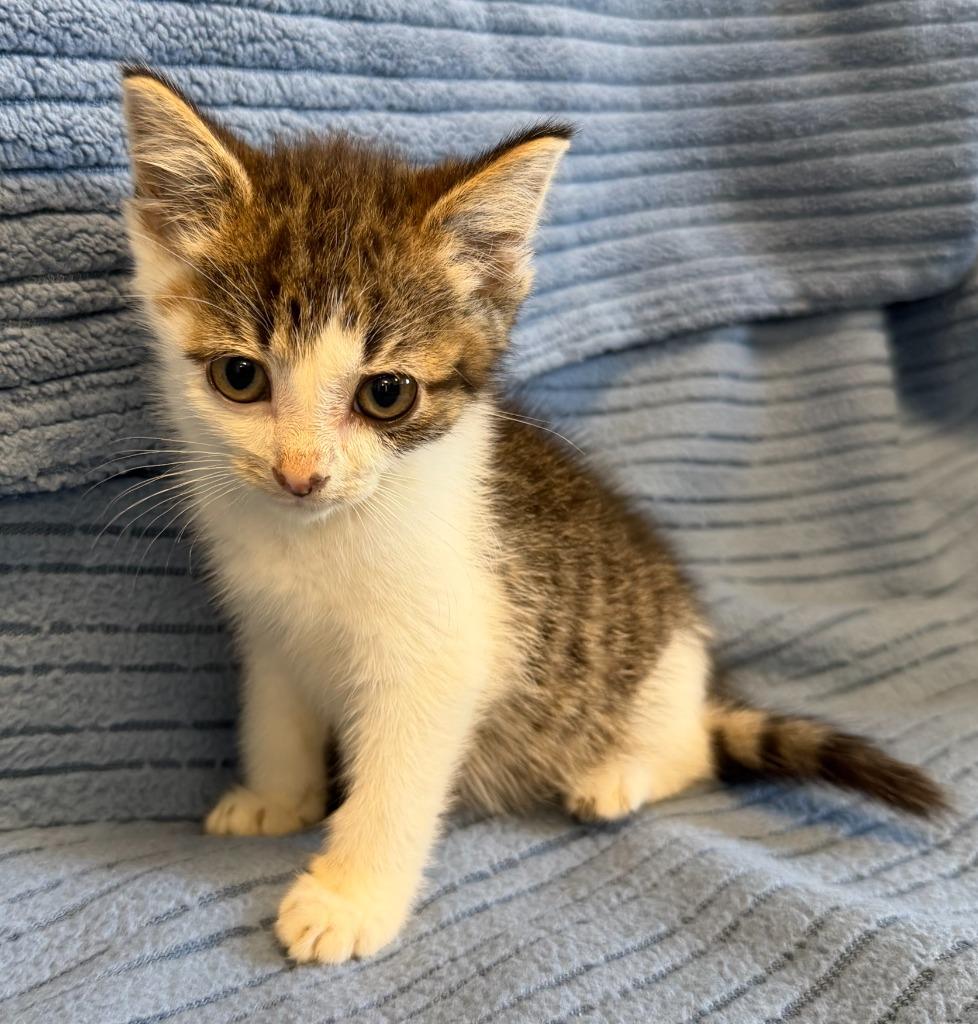 Enlarge Chai, a Adoptable mixed breed in Lagrange, IN image 4/4