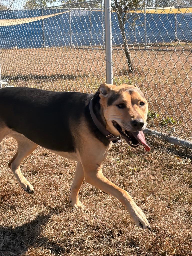 Daisy (Cell Dog), Adoptable, Adult Female Black Labrador Retriever & Black Mouth Cur.