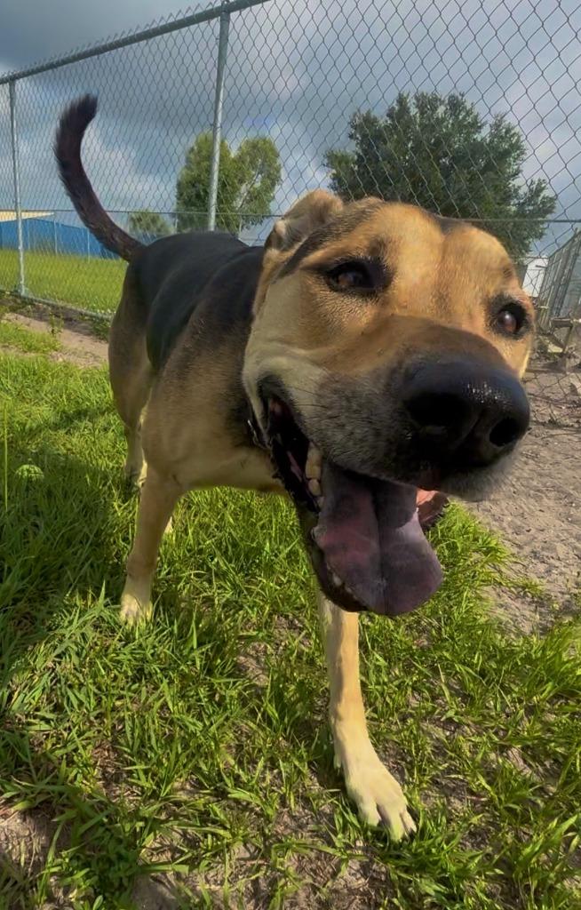 Daisy, a Adoptable mixed breed in Labelle, FL image 2/4