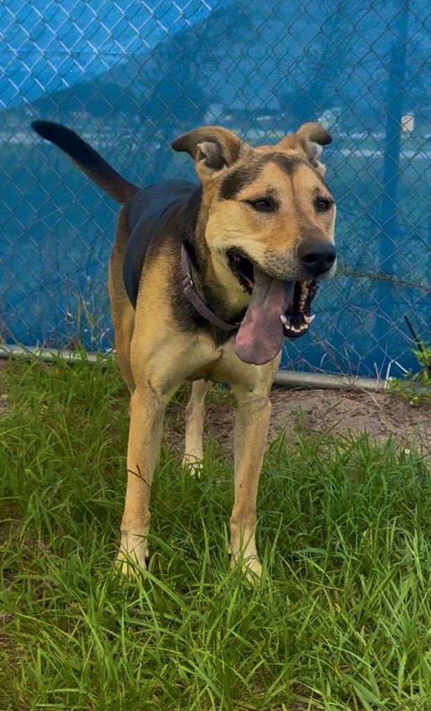 Daisy, a Adoptable mixed breed in Labelle, FL image 3/4