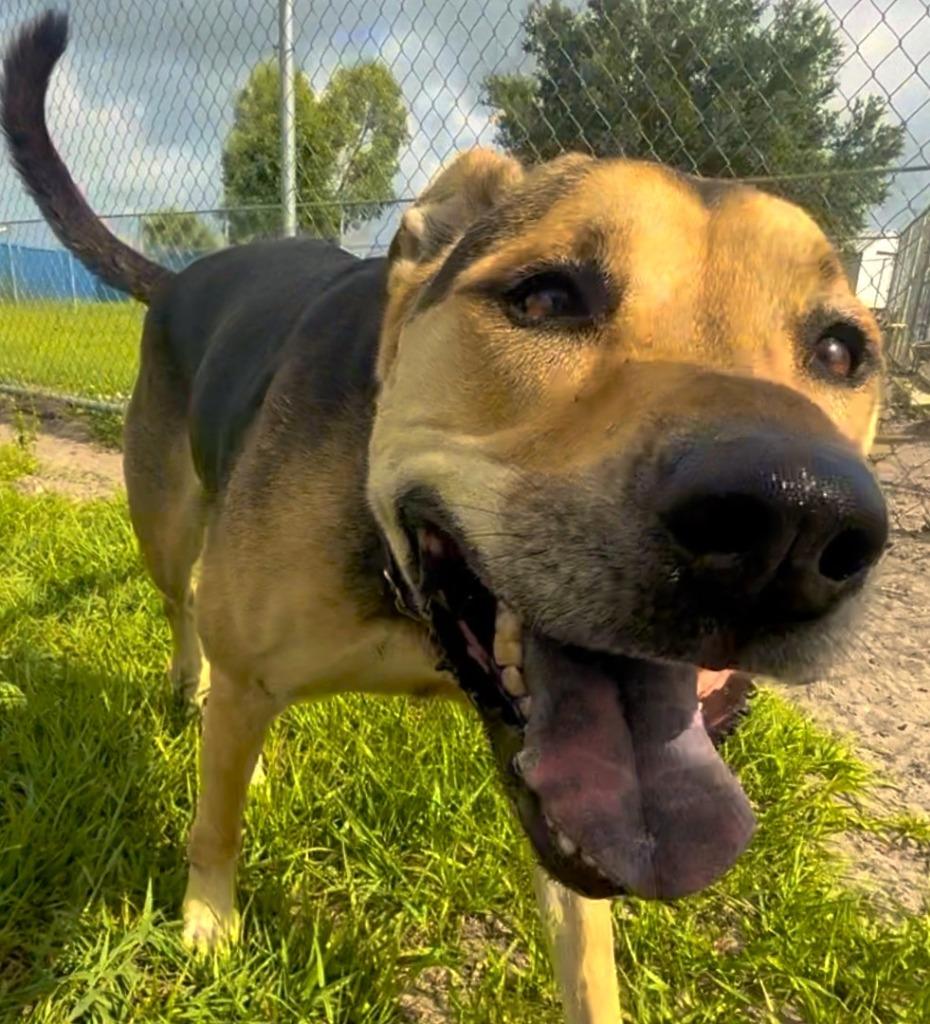Daisy, a Adoptable mixed breed in Labelle, FL image 4/4