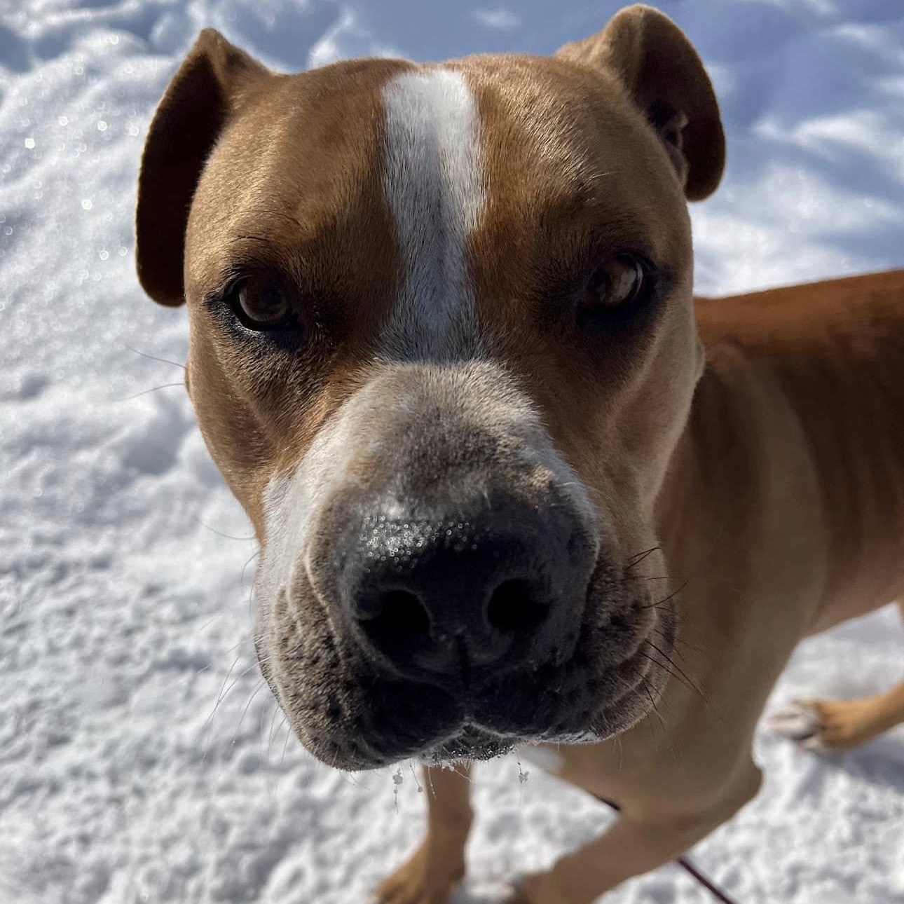 Daisy, an adoptable Boxer in Kim, CO, 81049 | Photo Image 2