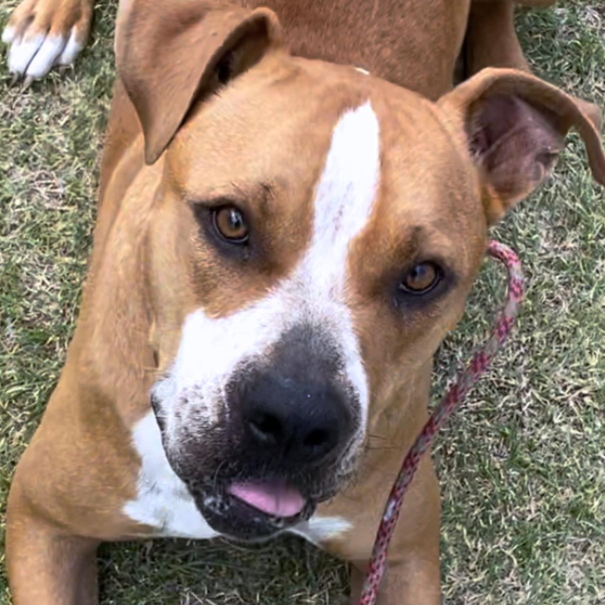 Daisy, an adoptable Boxer in Kim, CO, 81049 | Photo Image 4