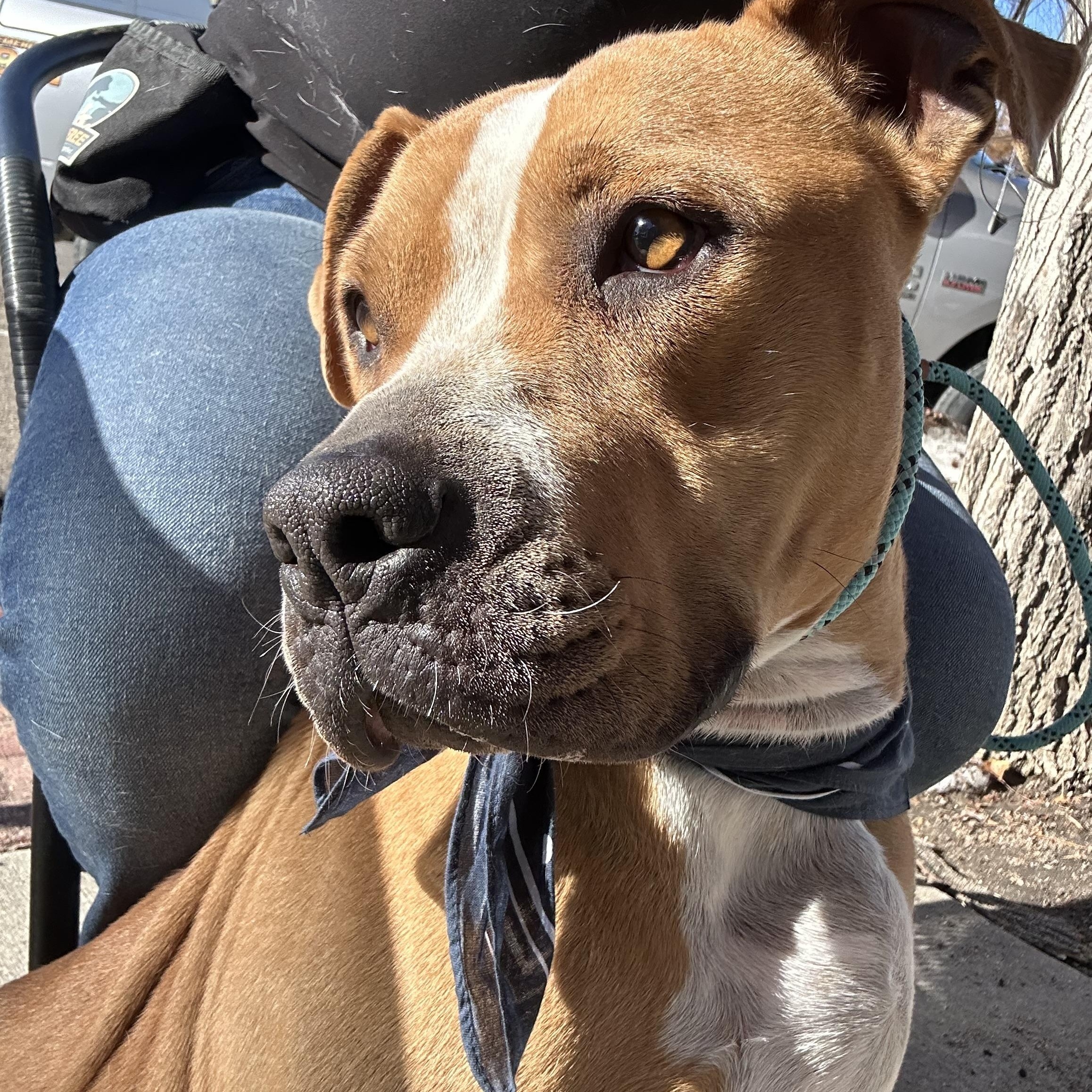 Daisy, an adoptable Boxer in Kim, CO, 81049 | Photo Image 1