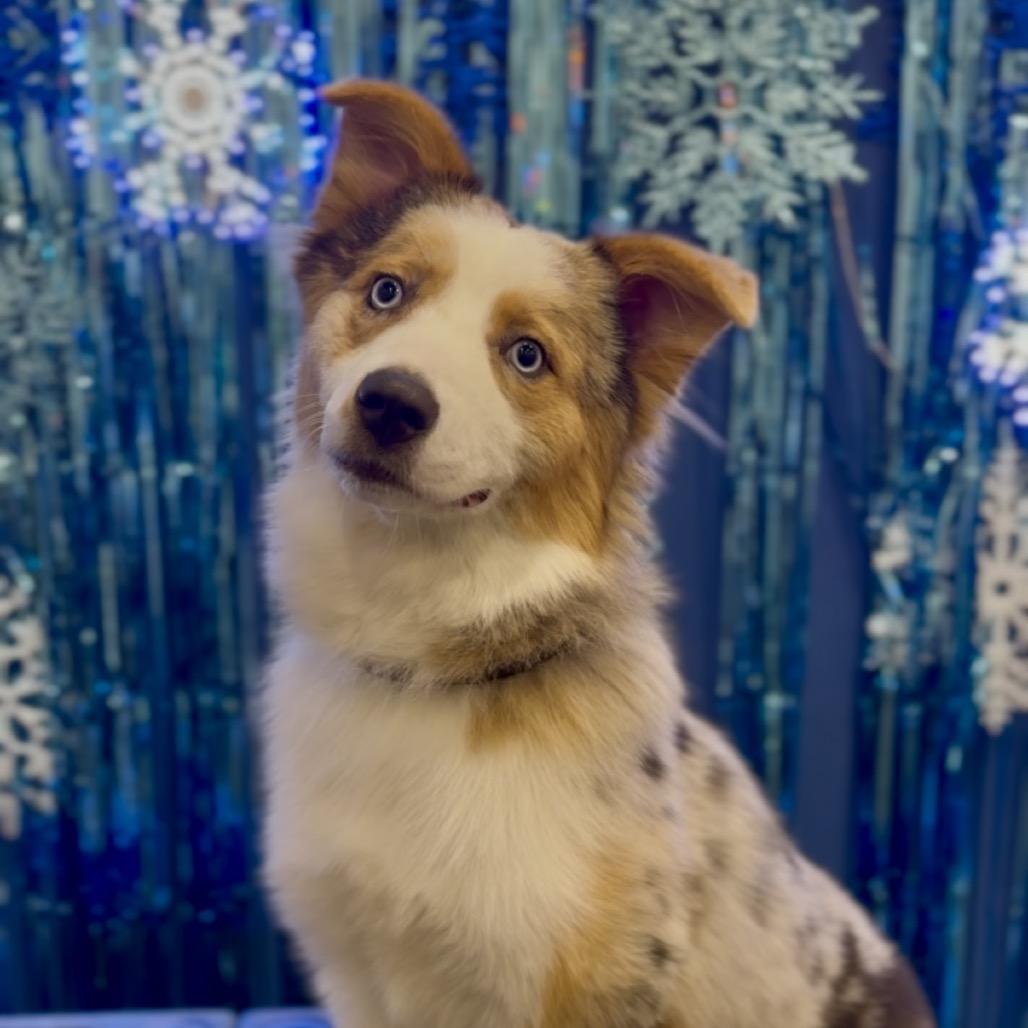 Lacy, Adoptable, Young Female Australian Shepherd.