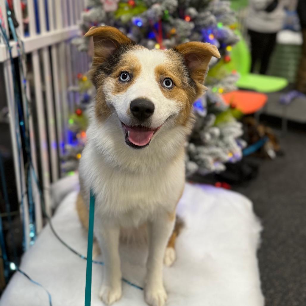 Enlarge Lacy, a Adoptable Australian Shepherd in Bellingham, WA image 2/5