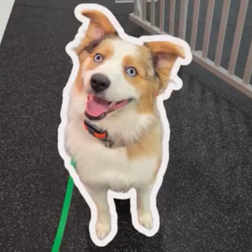 Enlarge Lacy, a Adoptable Australian Shepherd in Bellingham, WA image 3/5