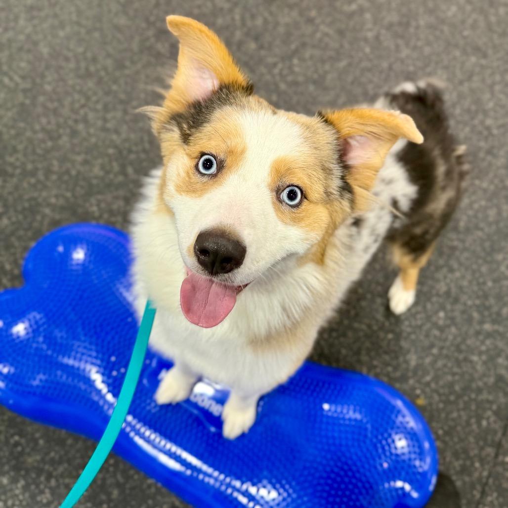 Enlarge Lacy, a Adoptable Australian Shepherd in Bellingham, WA image 4/5