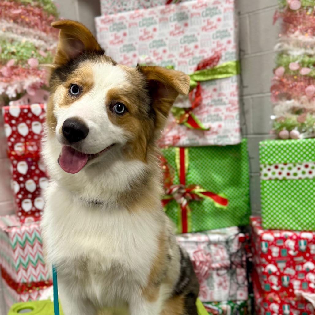 Enlarge Lacy, a Adoptable Australian Shepherd in Bellingham, WA image 5/5