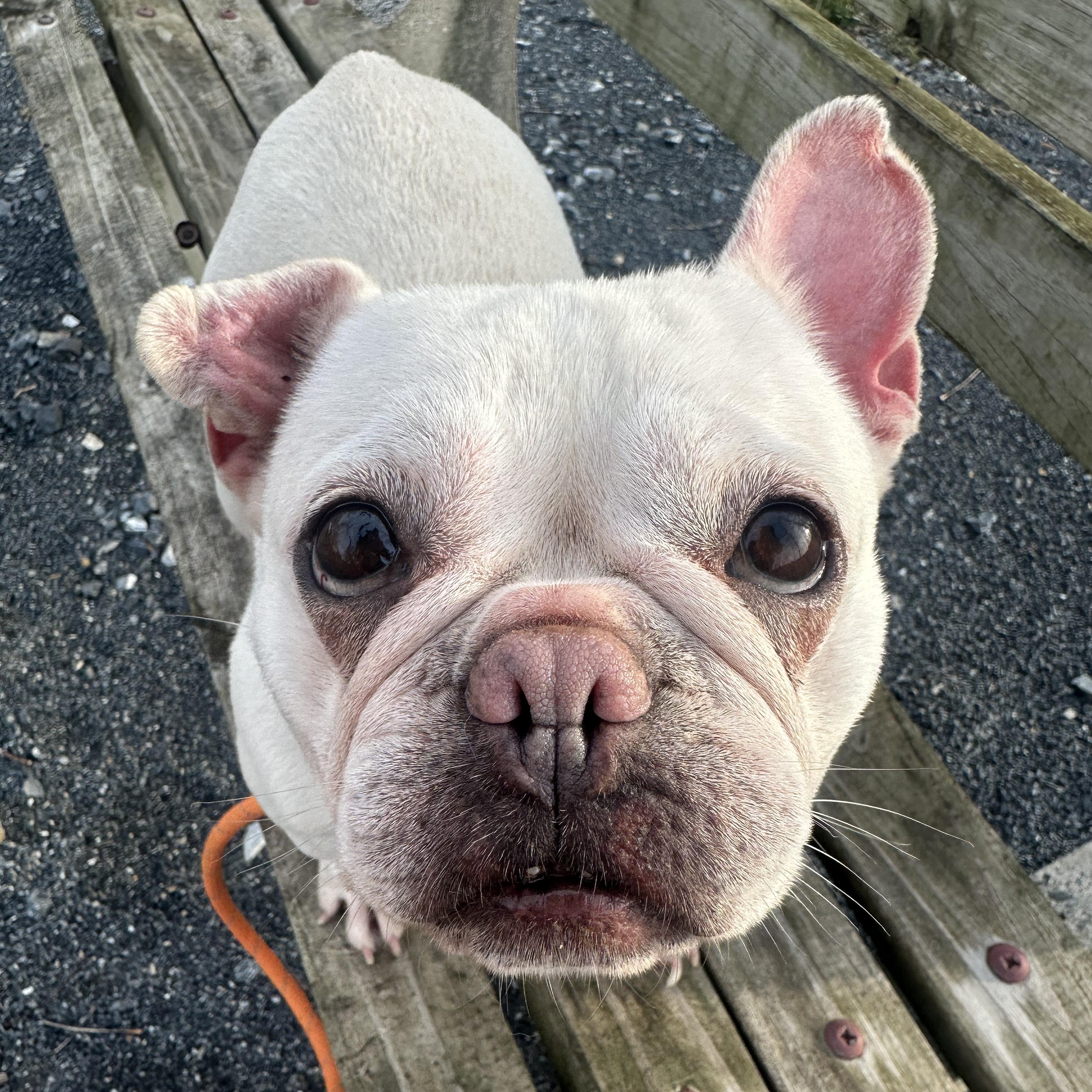 Enlarge Poptart, an adopted French Bulldog in Myerstown, PA image 1/2