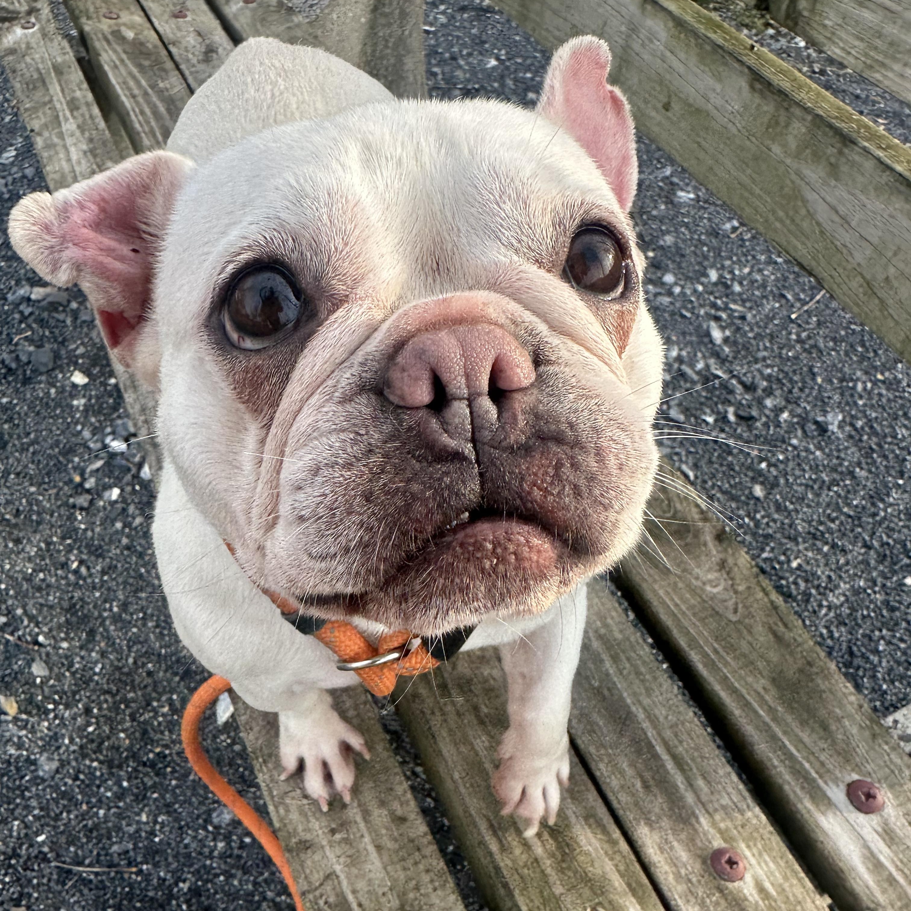 Enlarge Poptart, an adopted French Bulldog in Myerstown, PA image 2/2