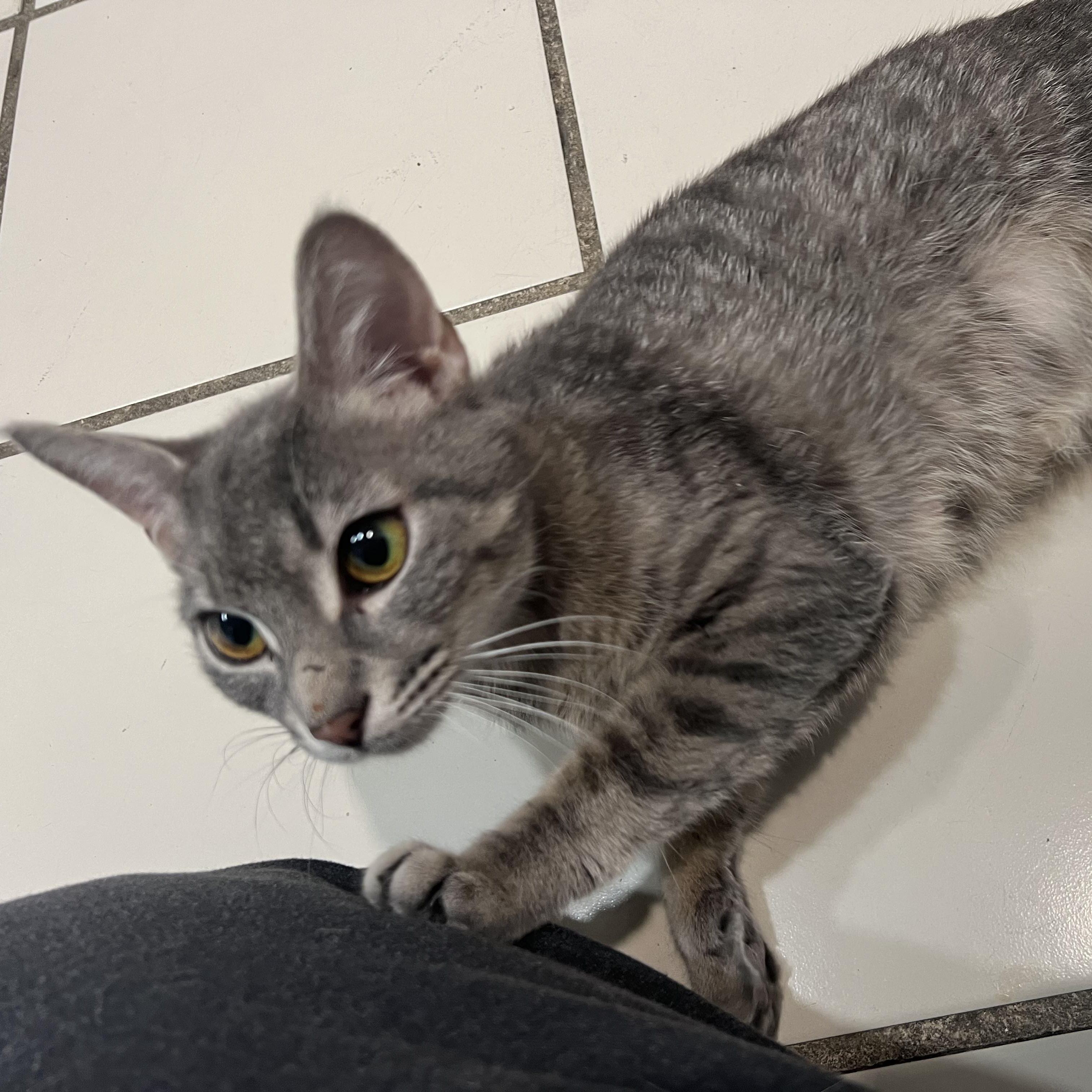 Enlarge Princess Leia, a Adoptable Domestic Short Hair in astoria, NY image 2/6