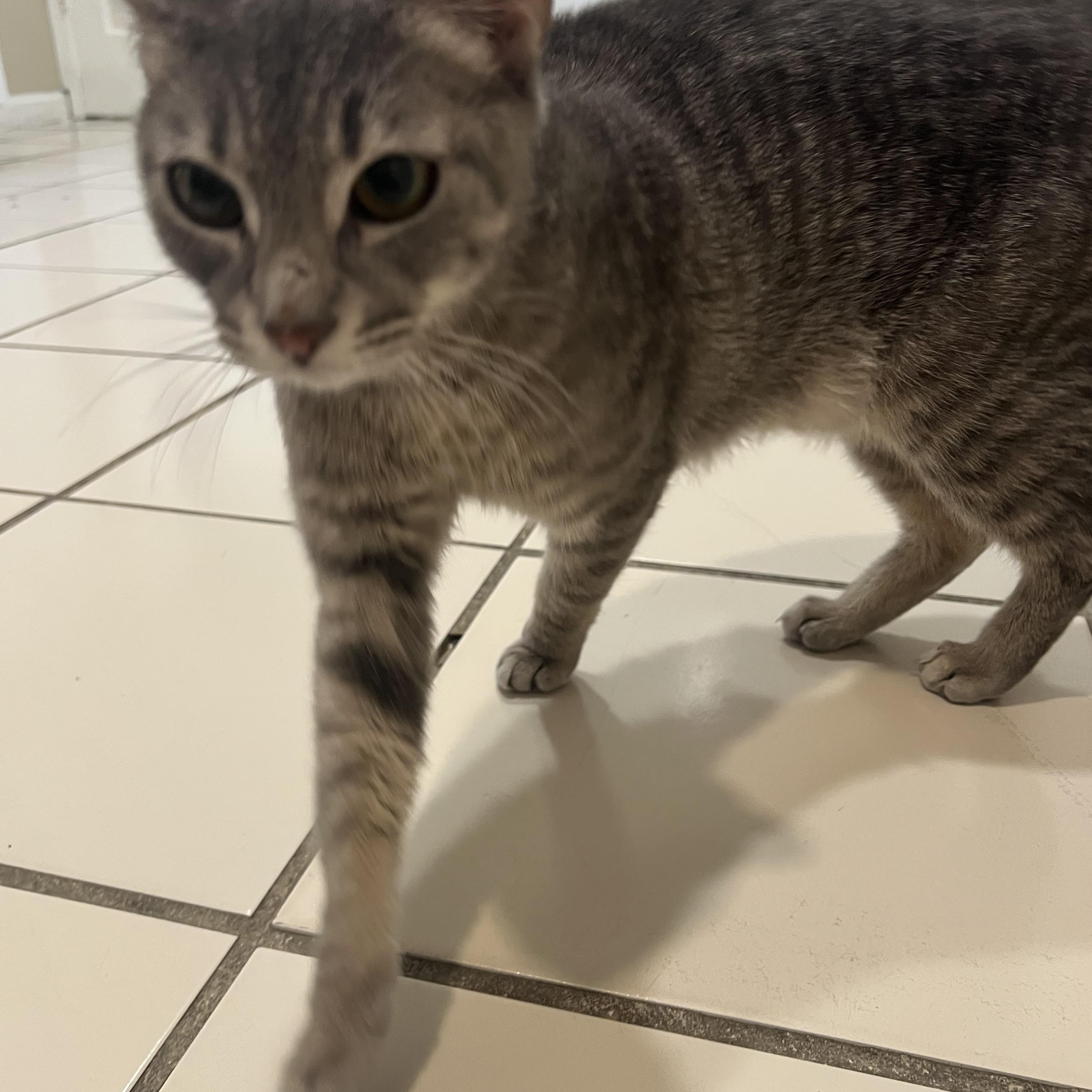 Enlarge Princess Leia, a Adoptable Domestic Short Hair in astoria, NY image 4/6