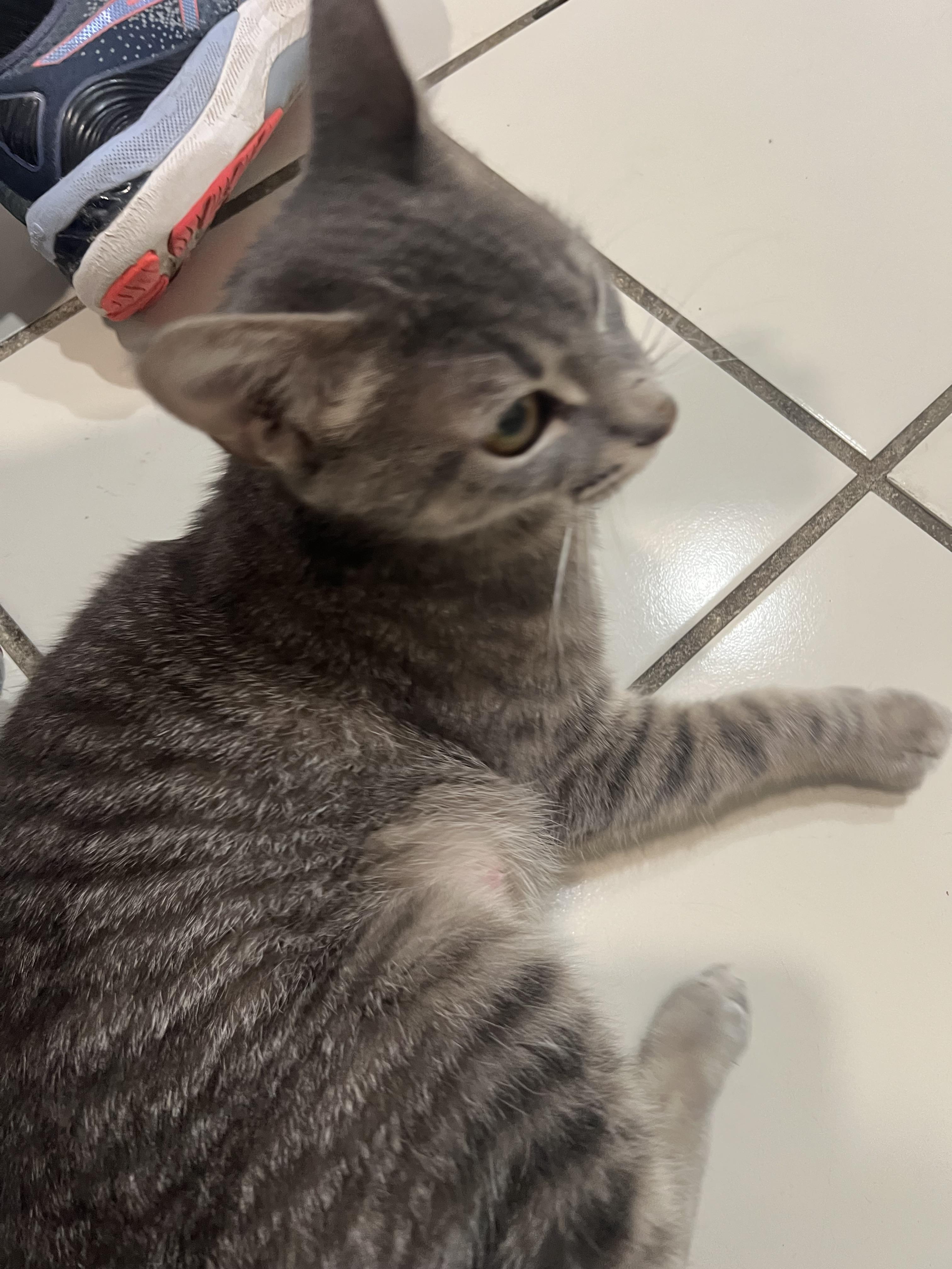 Enlarge Princess Leia, a Adoptable Domestic Short Hair in astoria, NY image 5/6