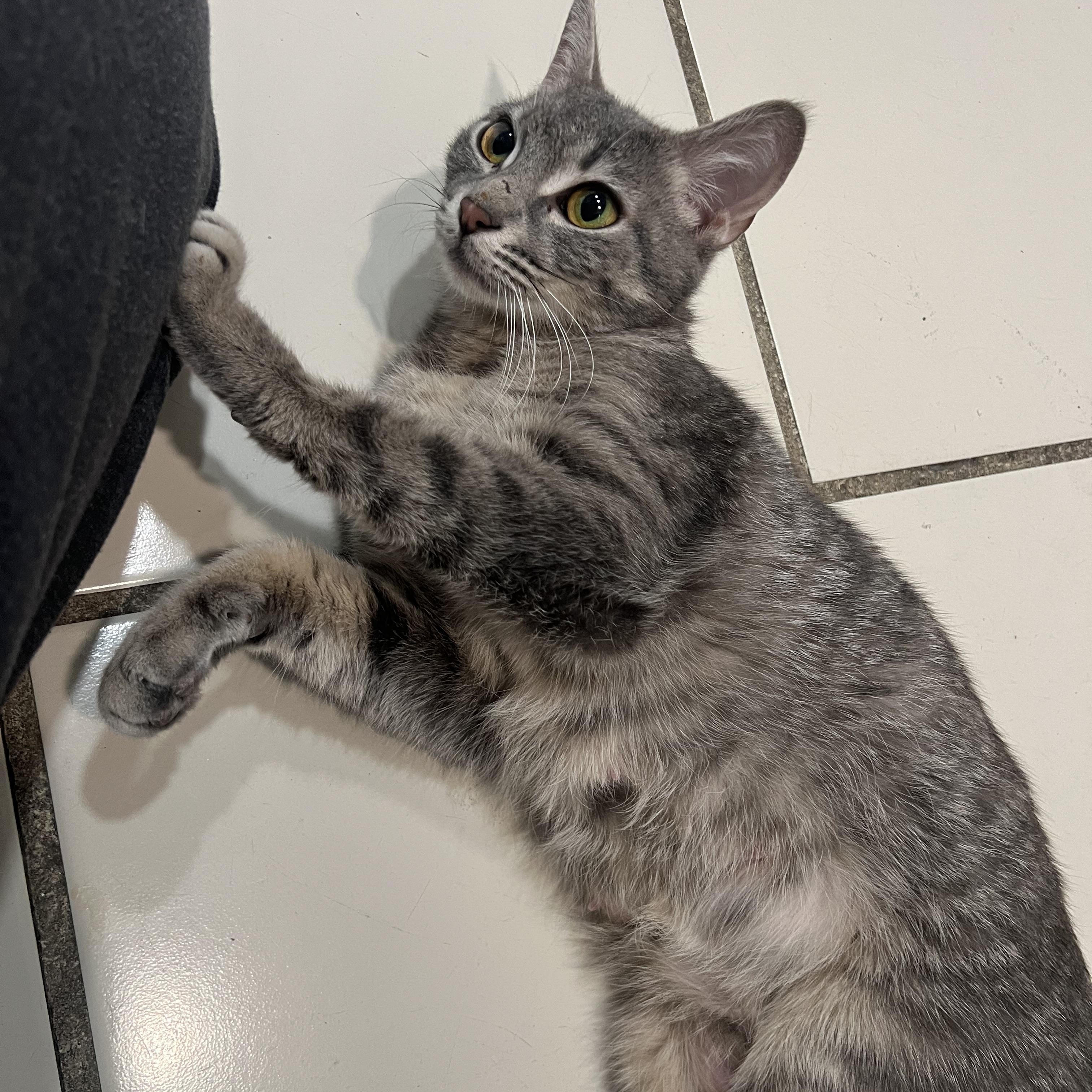 Enlarge Princess Leia, a Adoptable Domestic Short Hair in astoria, NY image 6/6