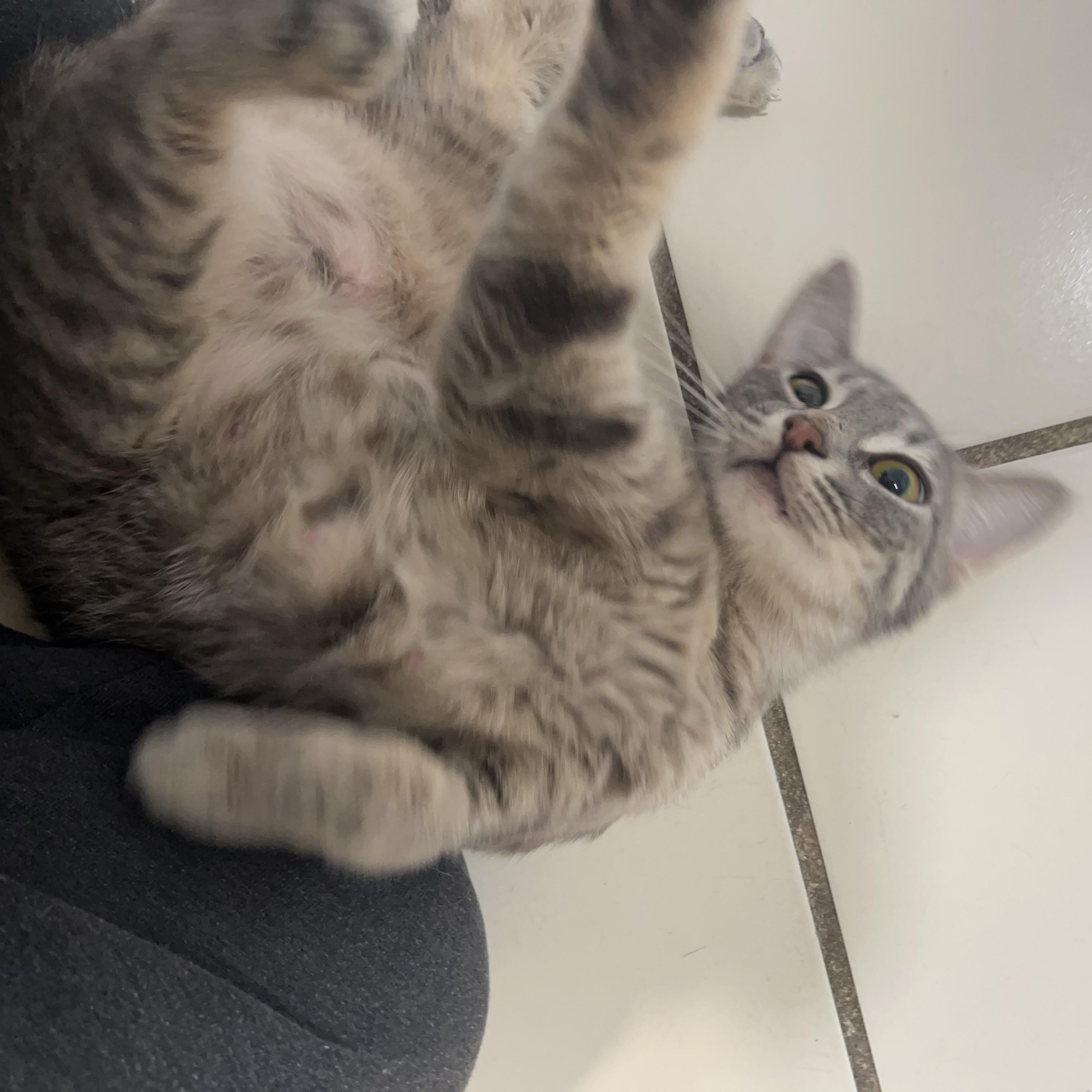 Enlarge Princess Leia, a Adoptable Domestic Short Hair in astoria, NY image 3/6