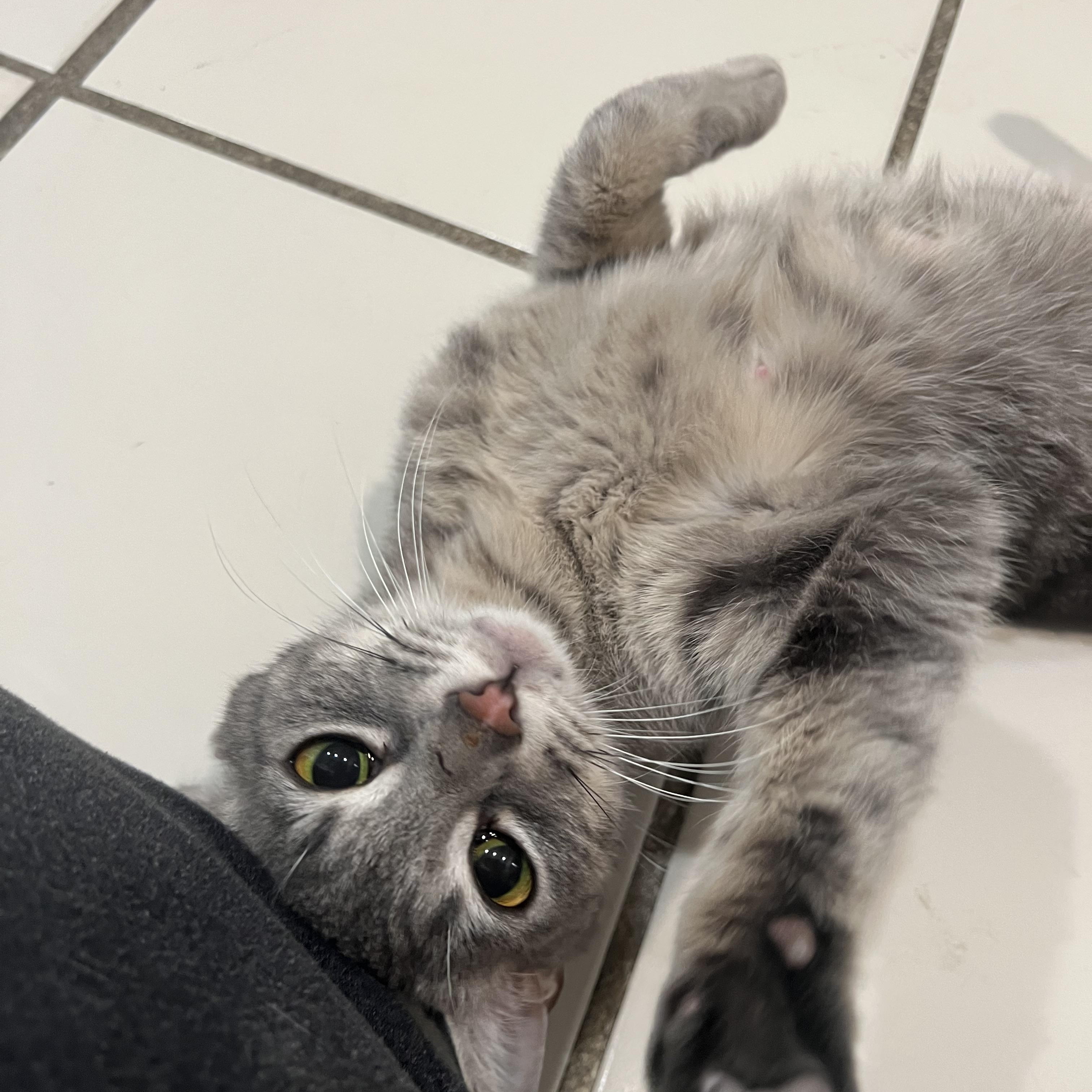 Enlarge Princess Leia, a Adoptable Domestic Short Hair in astoria, NY image 1/6