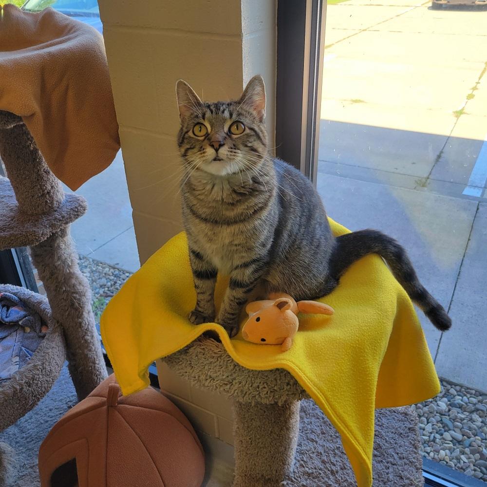 Enlarge Cadence, a ADOPTABLE Domestic Short Hair in Mason City, IA image 1/4