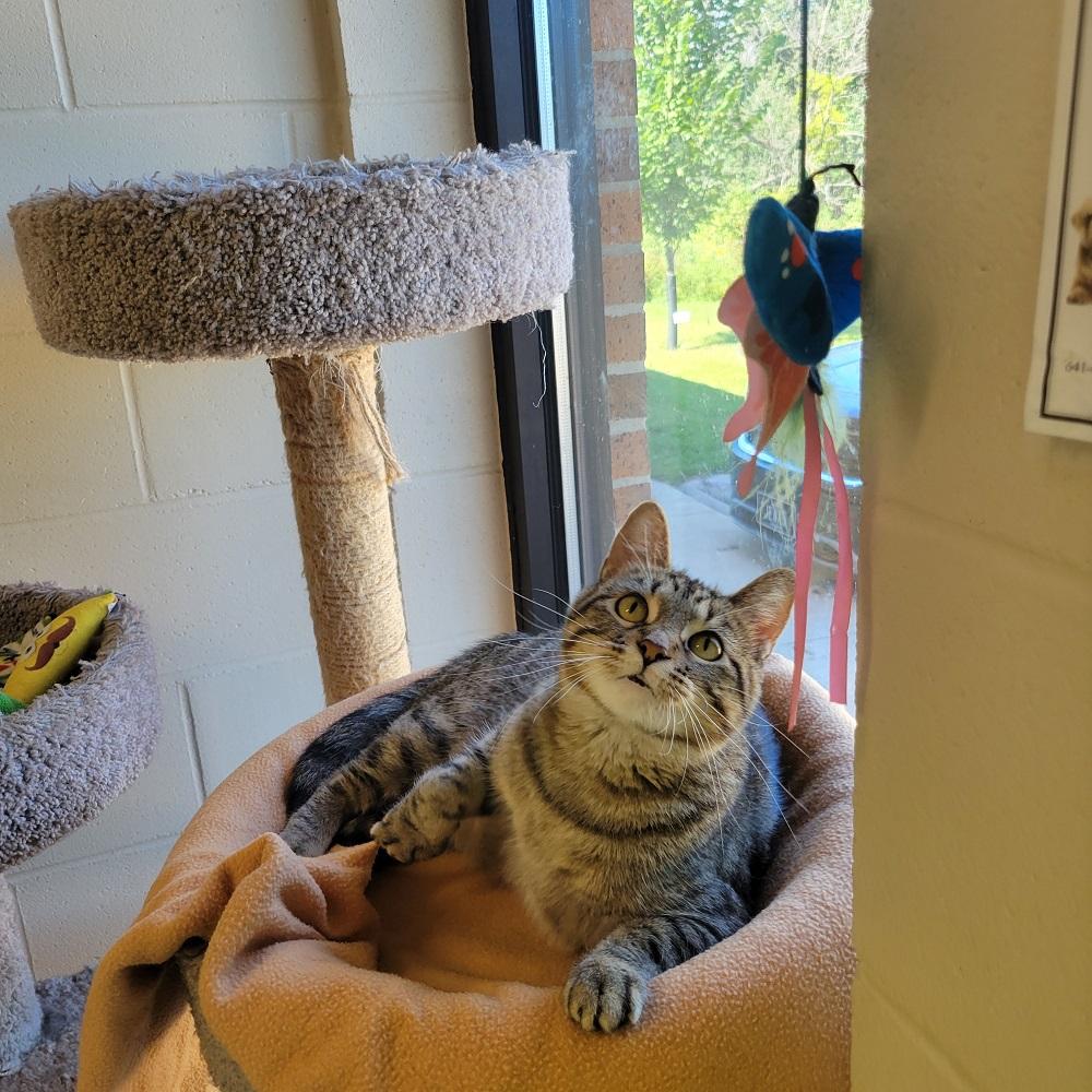 Enlarge Cadence, a ADOPTABLE Domestic Short Hair in Mason City, IA image 2/4