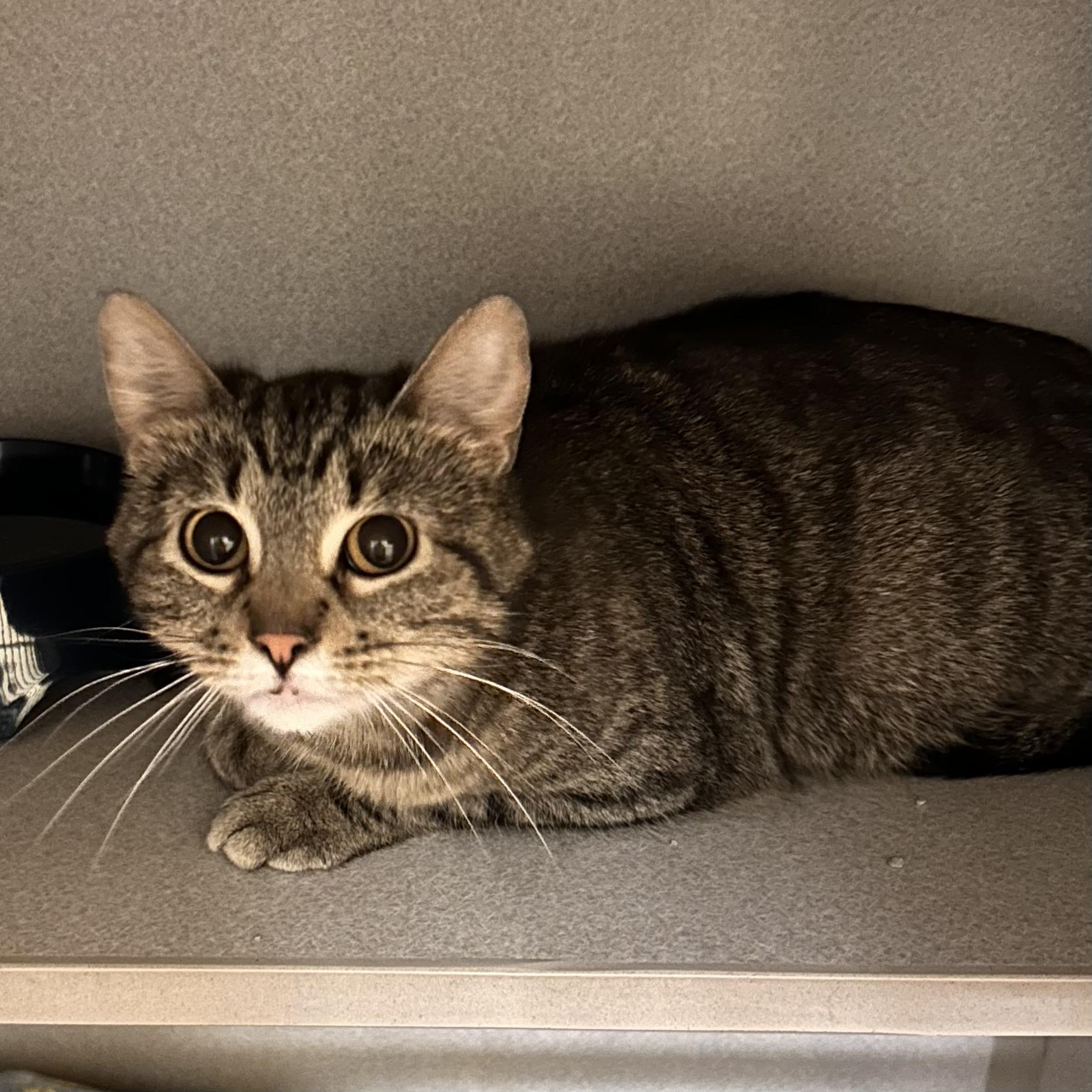 Cadence, a ADOPTABLE Domestic Short Hair in Mason City, IA image 2/2