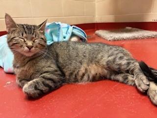 Cadence, ADOPTABLE, Adult Female Domestic Short Hair.