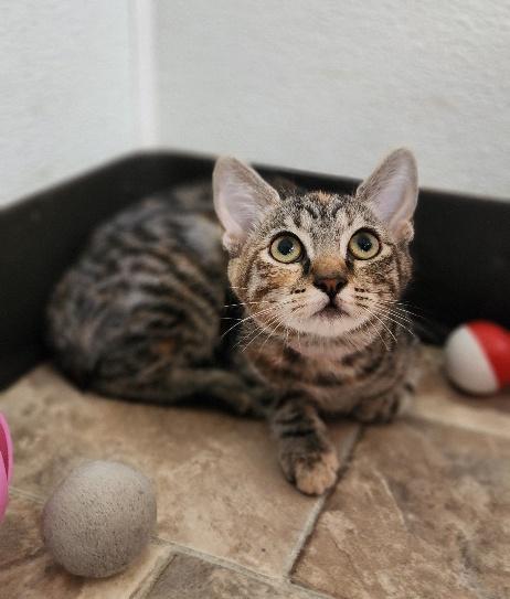 Enlarge Cat 27958 (Luna), a Adoptable Torbie in Parlier, CA image 1/3