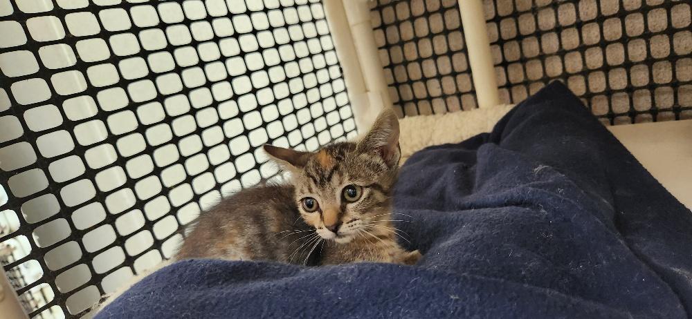 Enlarge Cat 27958 (Luna), a Adoptable Torbie in Parlier, CA image 2/3