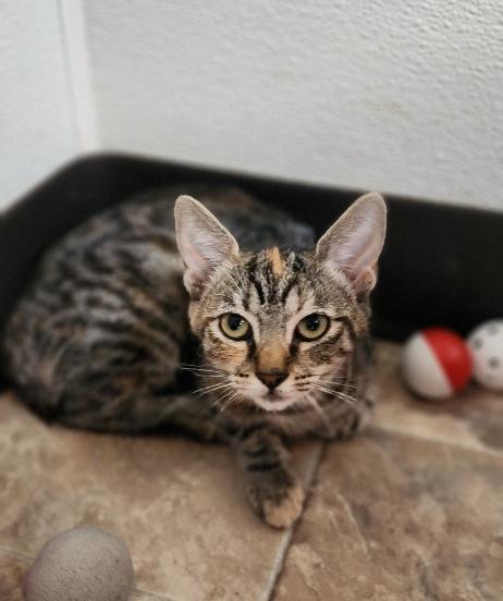 Enlarge Cat 27958 (Luna), a Adoptable Torbie in Parlier, CA image 3/3