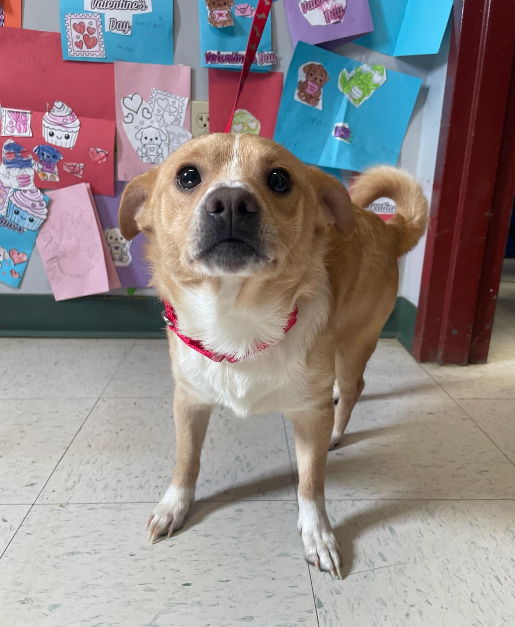 Enlarge Juan, an adopted mixed breed in Maysville, KY image 1/1