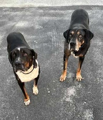 Enlarge Jake, a Adoptable mixed breed in Palm Bay , FL image 1/1