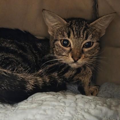 Buho, Adoptable, Adult Female Domestic Short Hair & Domestic Short Hair.