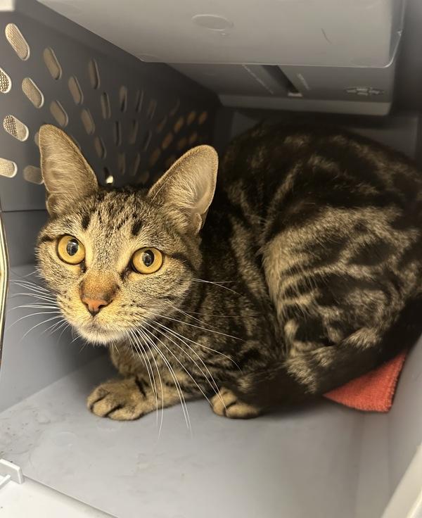 Amberly, Adoptable, Adult Female Domestic Short Hair.