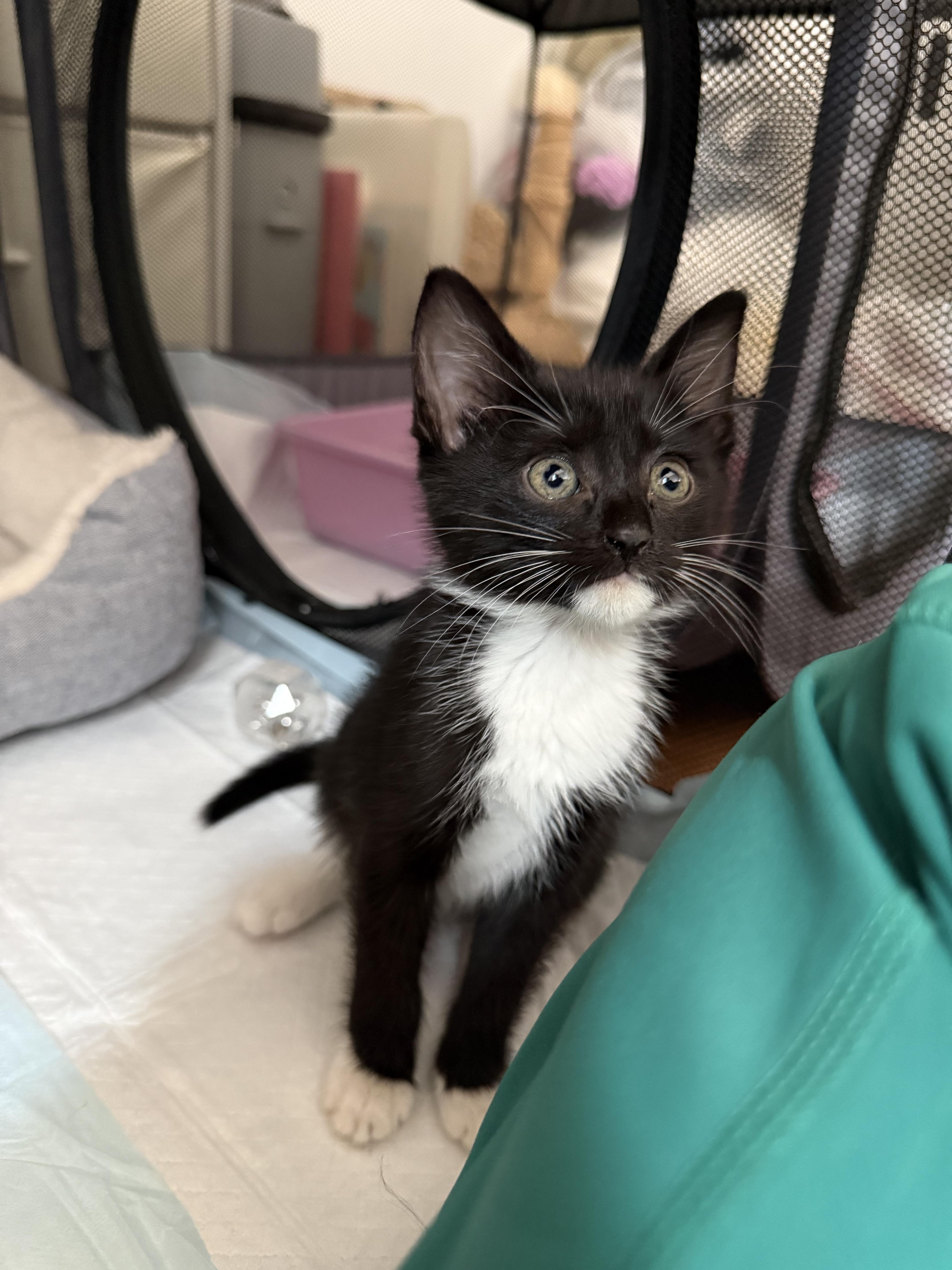 Isla (Bonded with Rio), adopted, Kitten Female Domestic Short Hair.