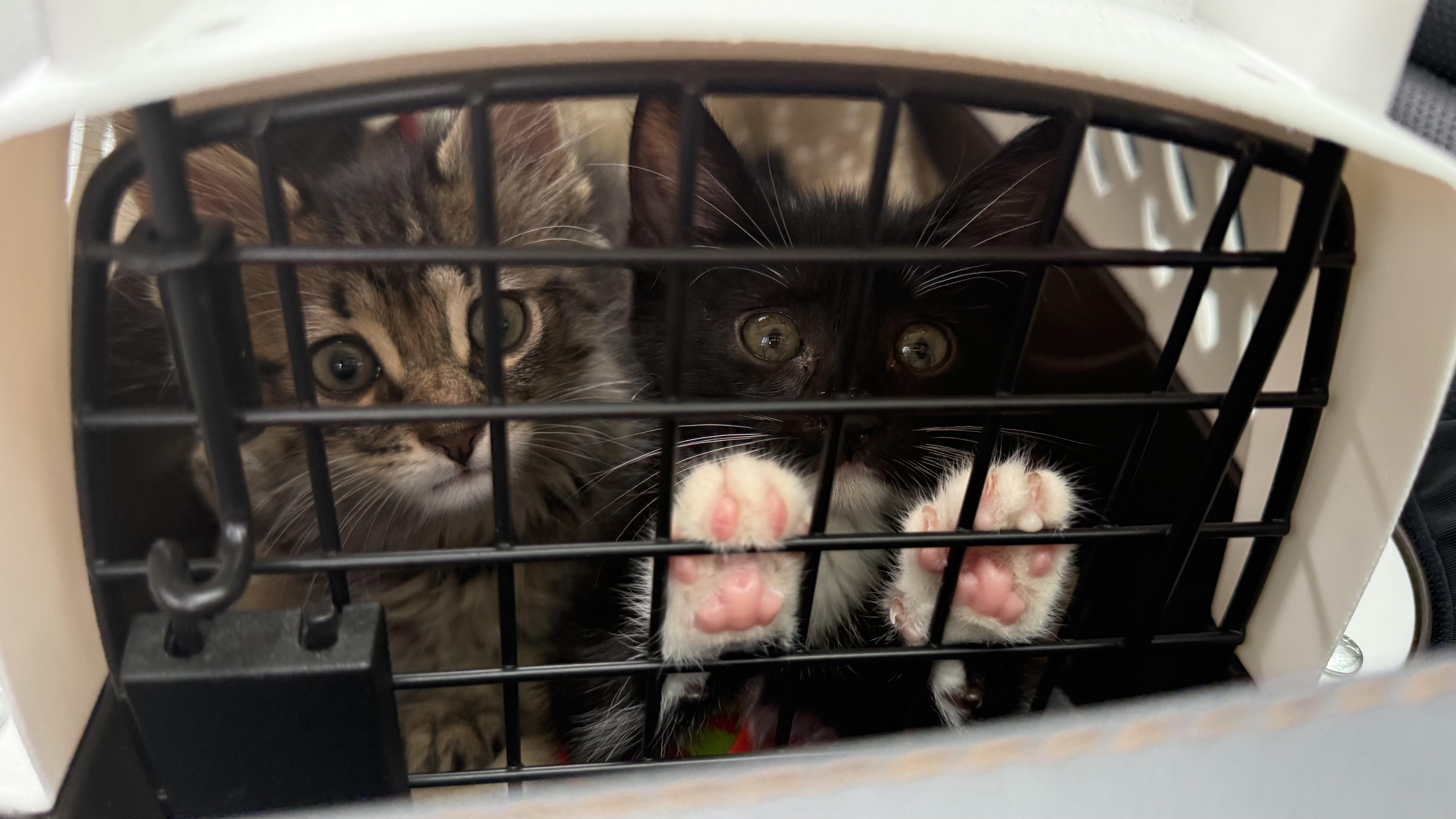 Enlarge Isla (Bonded with Rio), an adopted Domestic Short Hair in Long Island City, NY image 3/6