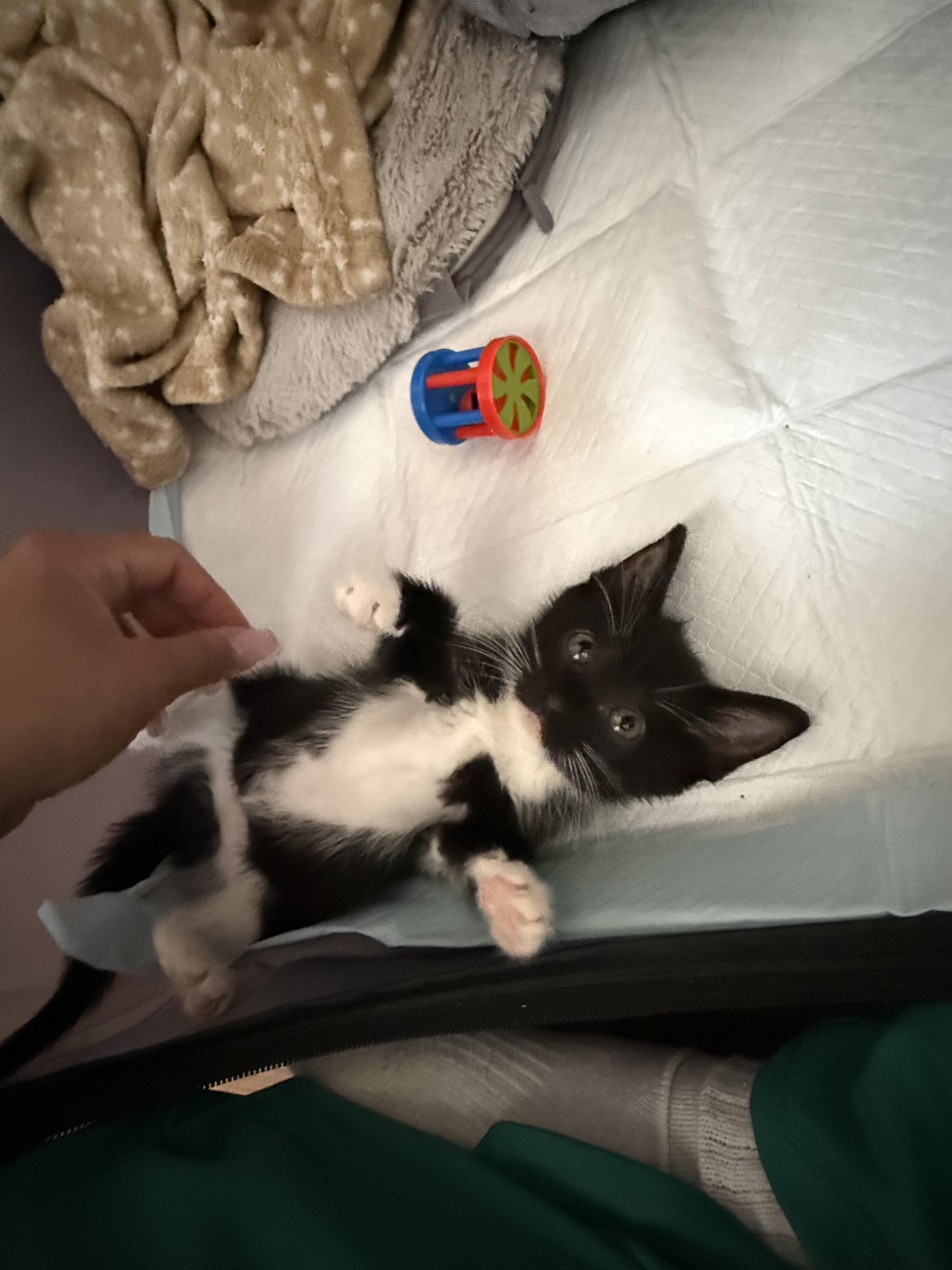 Enlarge Isla (Bonded with Rio), an adopted Domestic Short Hair in Long Island City, NY image 2/6