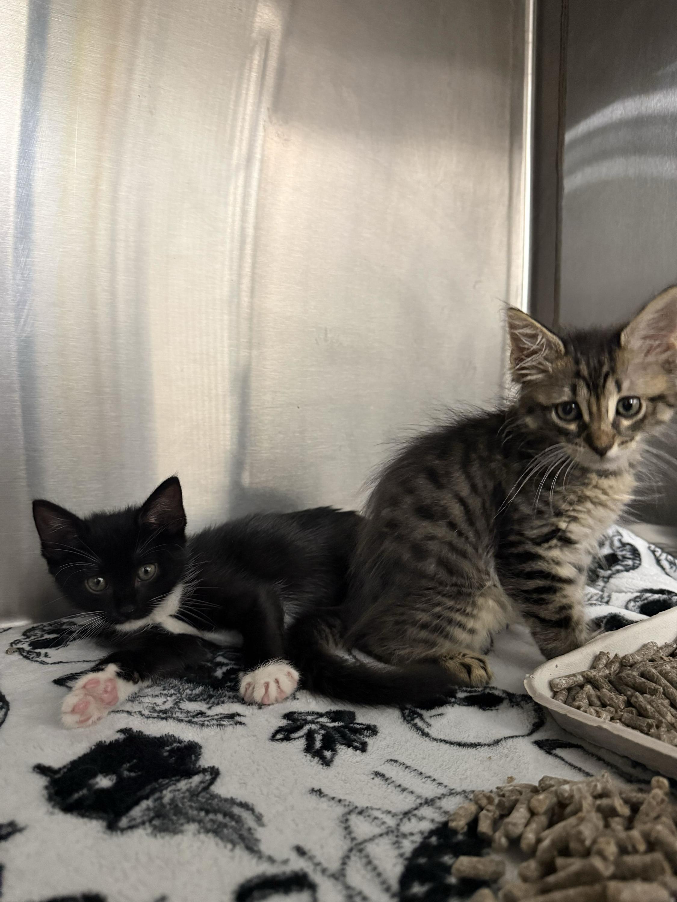 Enlarge Isla (Bonded with Rio), an adopted Domestic Short Hair in Long Island City, NY image 5/6