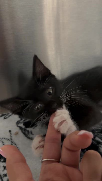 Enlarge Isla (Bonded with Rio), an adopted Domestic Short Hair in Long Island City, NY video 6/6