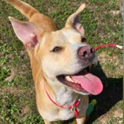 Enlarge Annette, a Adoptable mixed breed in Defuniak Springs, FL image 1/4