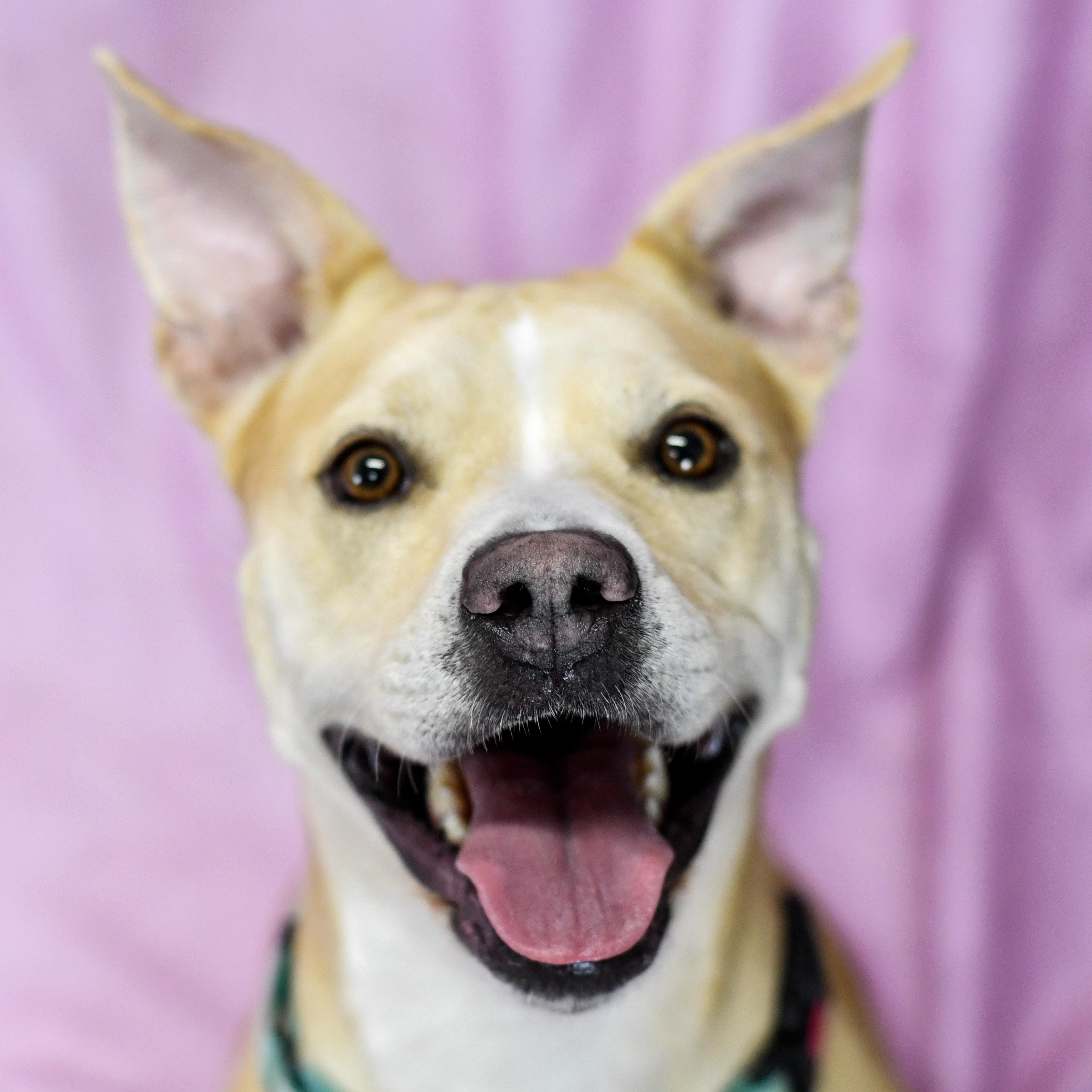 Enlarge Annette, a Adoptable mixed breed in Defuniak Springs, FL image 2/4