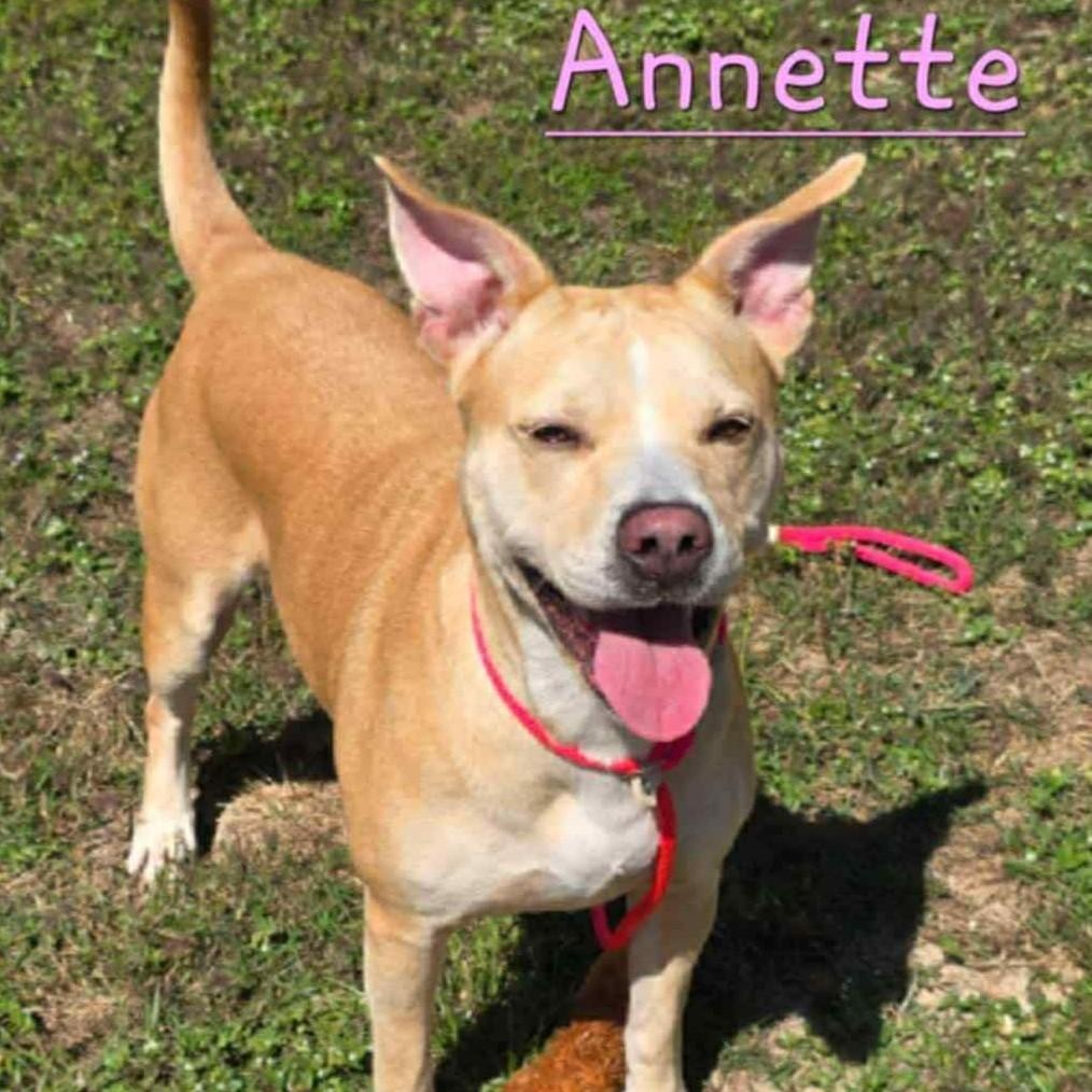 Enlarge Annette, a Adoptable mixed breed in Defuniak Springs, FL image 3/4