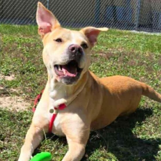 Enlarge Annette, a Adoptable mixed breed in Defuniak Springs, FL image 4/4