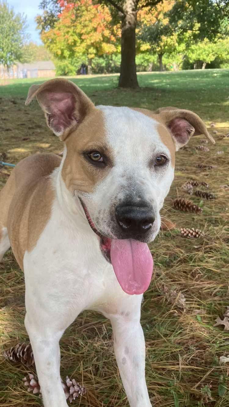 Enlarge Nutmeg, a Adoptable mixed breed in Springfield, IL image 2/3