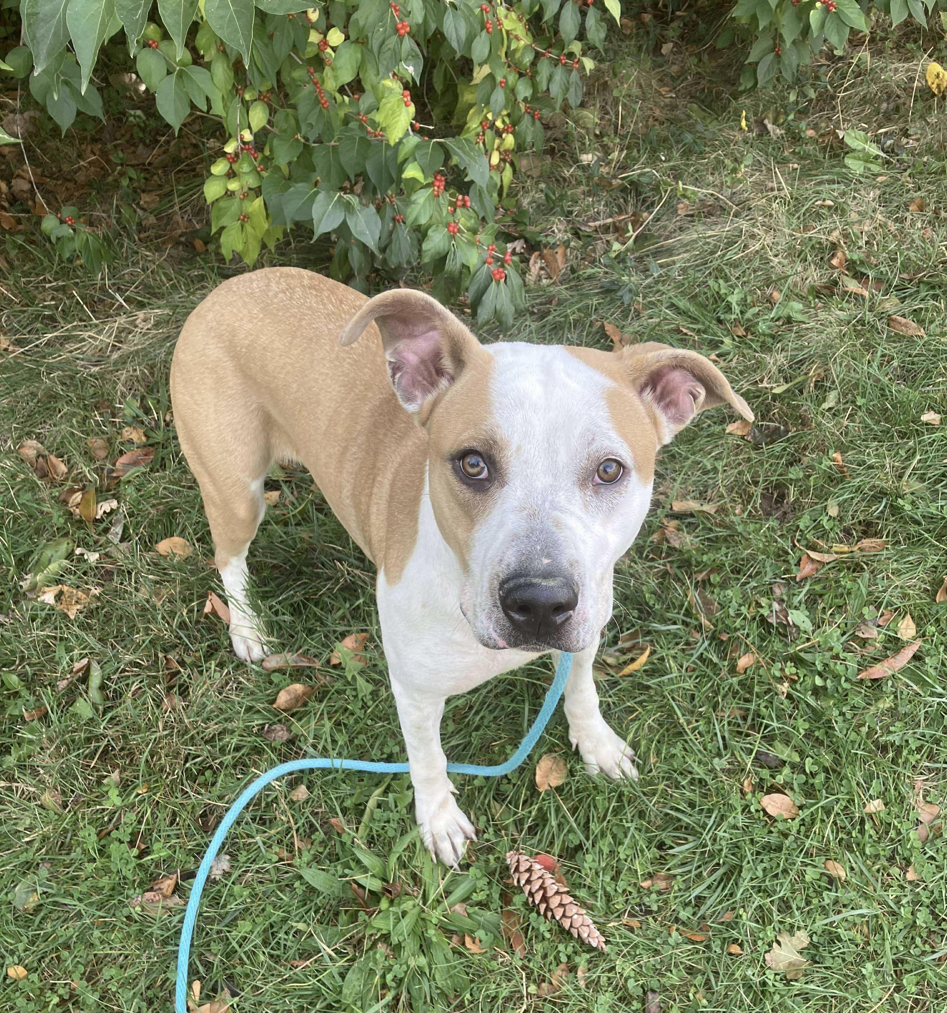 Enlarge Nutmeg, a Adoptable mixed breed in Springfield, IL image 3/3