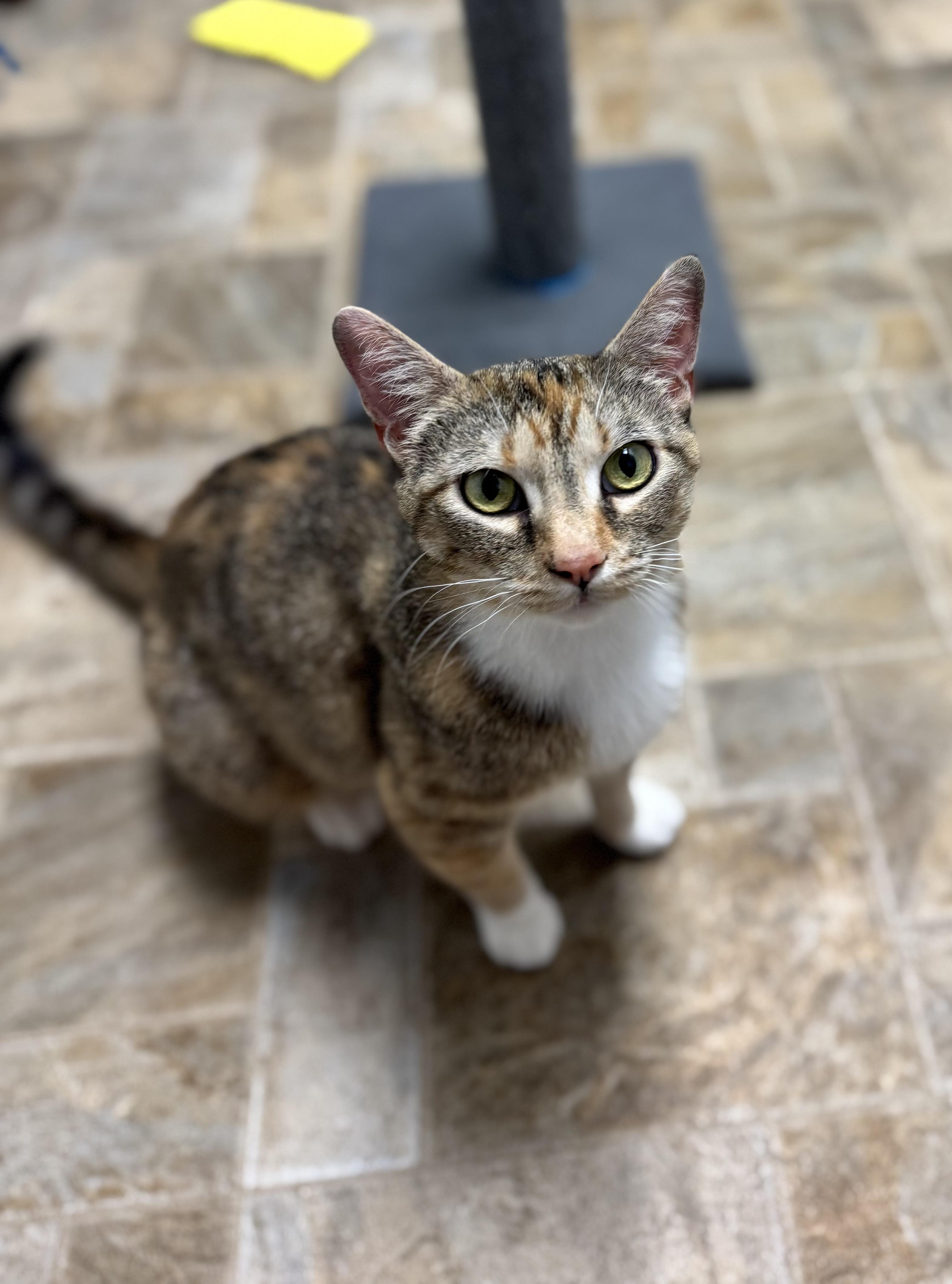Mooch, ADOPTABLE, Adult Female Domestic Short Hair.