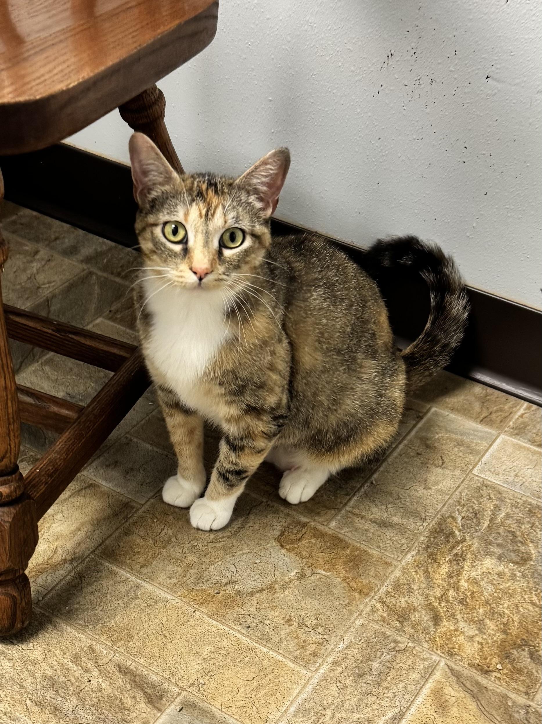 Mooch, a ADOPTABLE Domestic Short Hair in Dodgeville, WI image 2/2